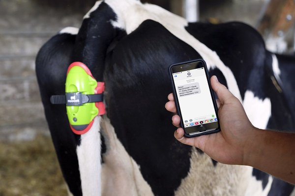 Elevage - Materiel - Detecteur de chaleur/collier taureau MOOCALL