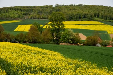 Rotation des cultures : intérêts, performance et matériel