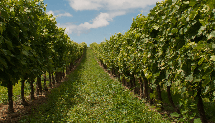 5 annuités à 0%* sur une sélection de matériel de viticulture-viniculture