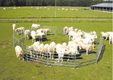 Matériel d'élevage - Cage, parc et couloir de contention - Panel de contention JOURDAIN